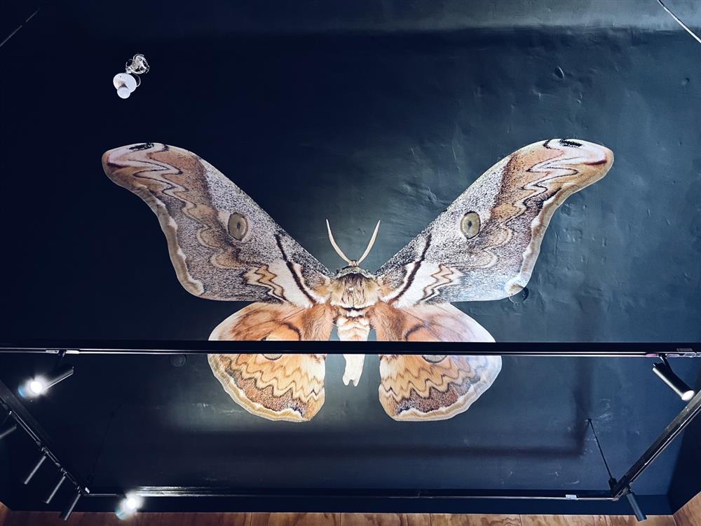 S__39919635 S__39919635