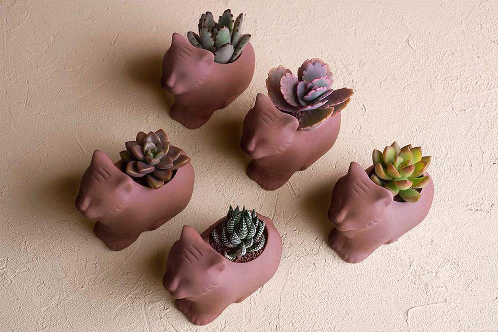 有肉SUCCULAND_虎年禮盒_05