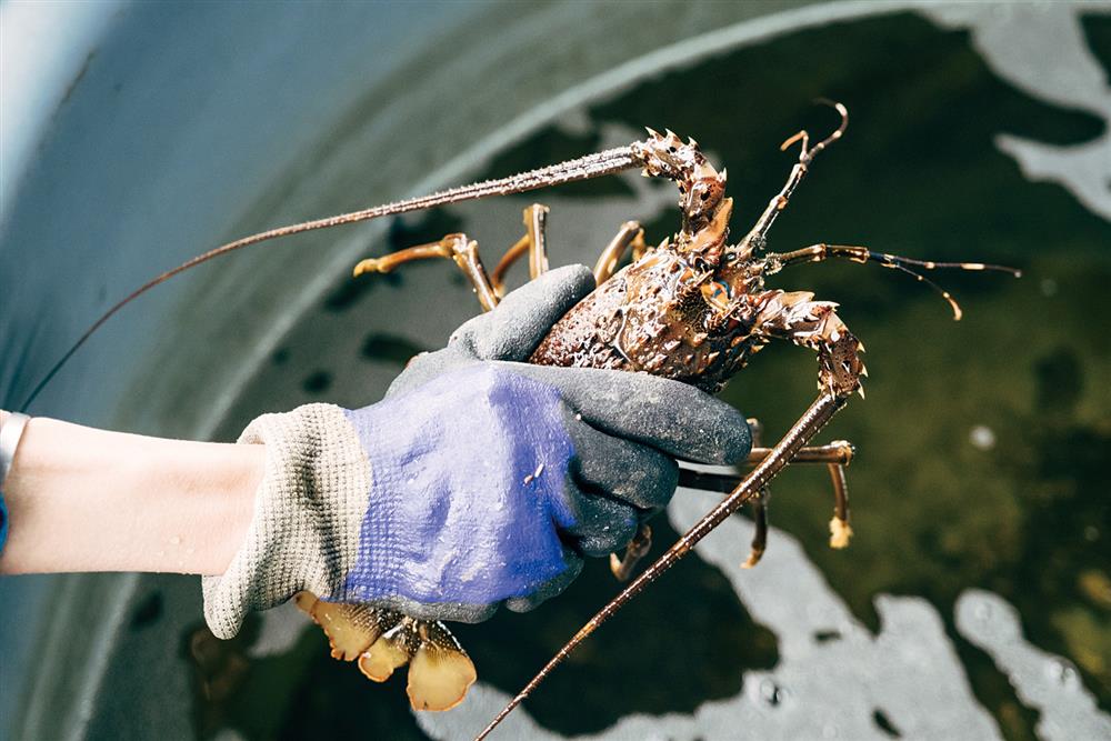 徐仲_食材產地_08