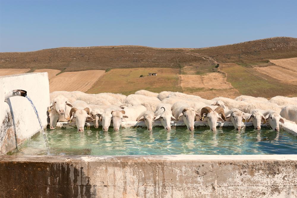珊布卡日常生活 - 06