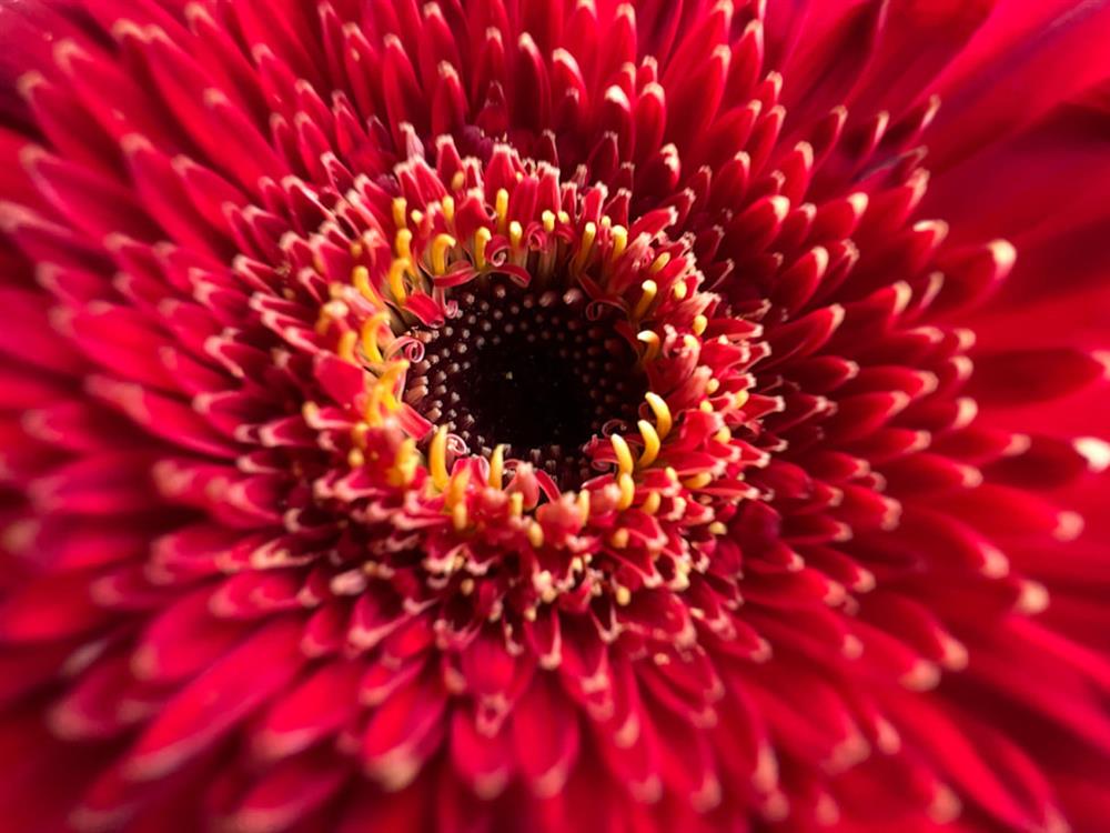 Apple_iPhone-13-Pro_Red-Flower_09142021_big_carousel.large