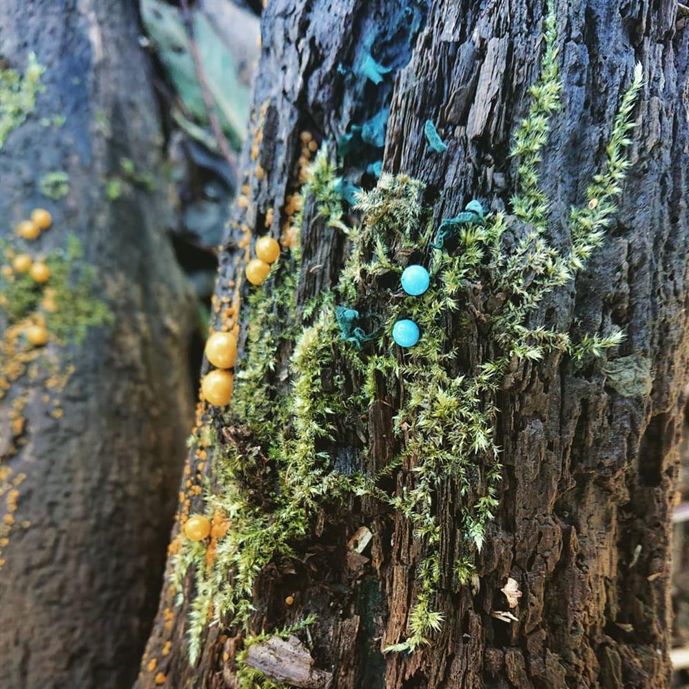 43338329_1159931954171662_286573070559462483_n