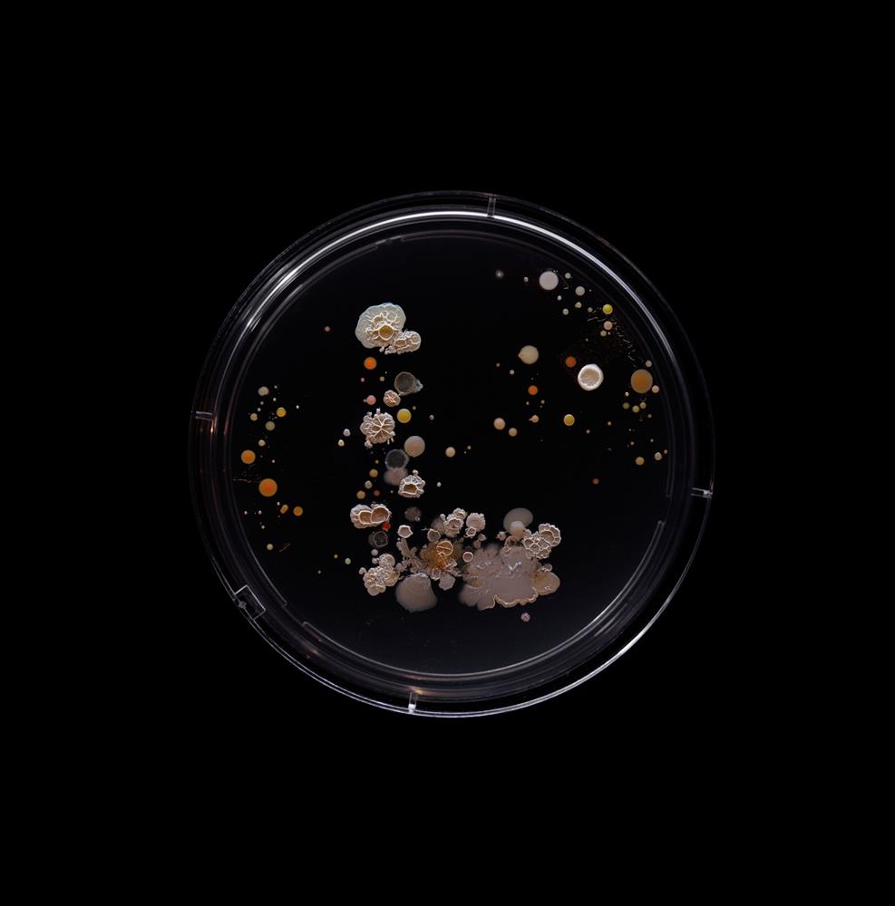 SubvisualSubway_LTrain_1500px