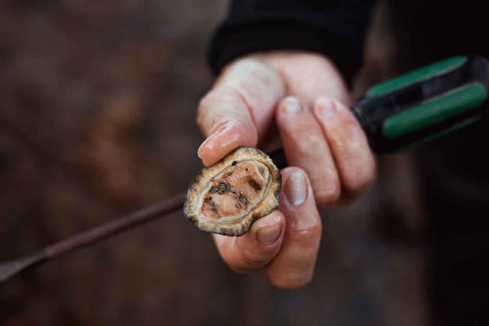 東莒Dongju_PhotoByJamesLin13_小檔秋分後，福正沙灘礁石中可觀察到的螺貝類準備度冬，會長得比較小。