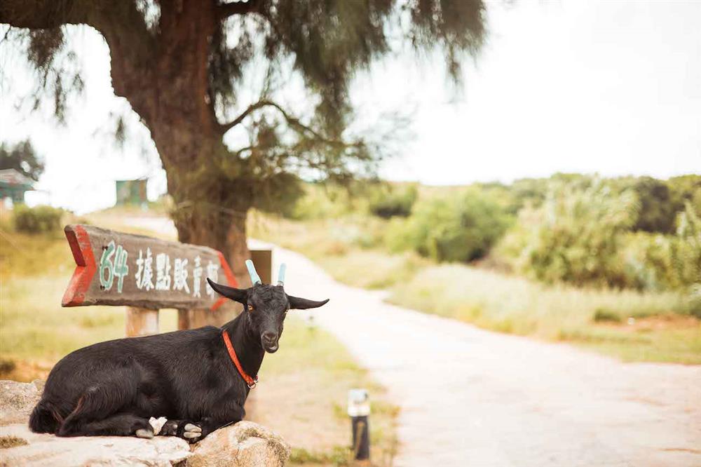 東莒Dongju_PhotoByJamesLin17_小檔