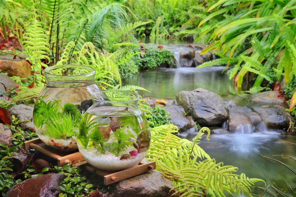 【虹夕諾雅 谷關 HOSHINOYA Guguan】水之巡禮 ‧Aquatic plant activity