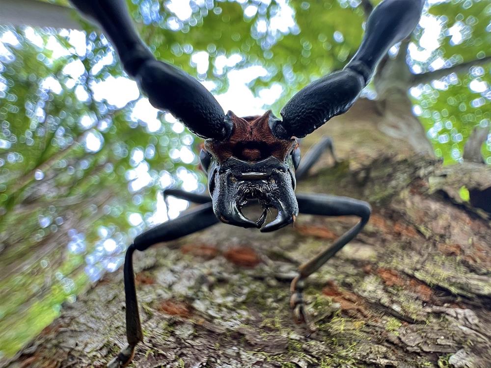 0004_天牛 0004_天牛