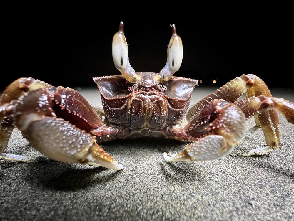 0006_角眼沙蟹 0006_角眼沙蟹