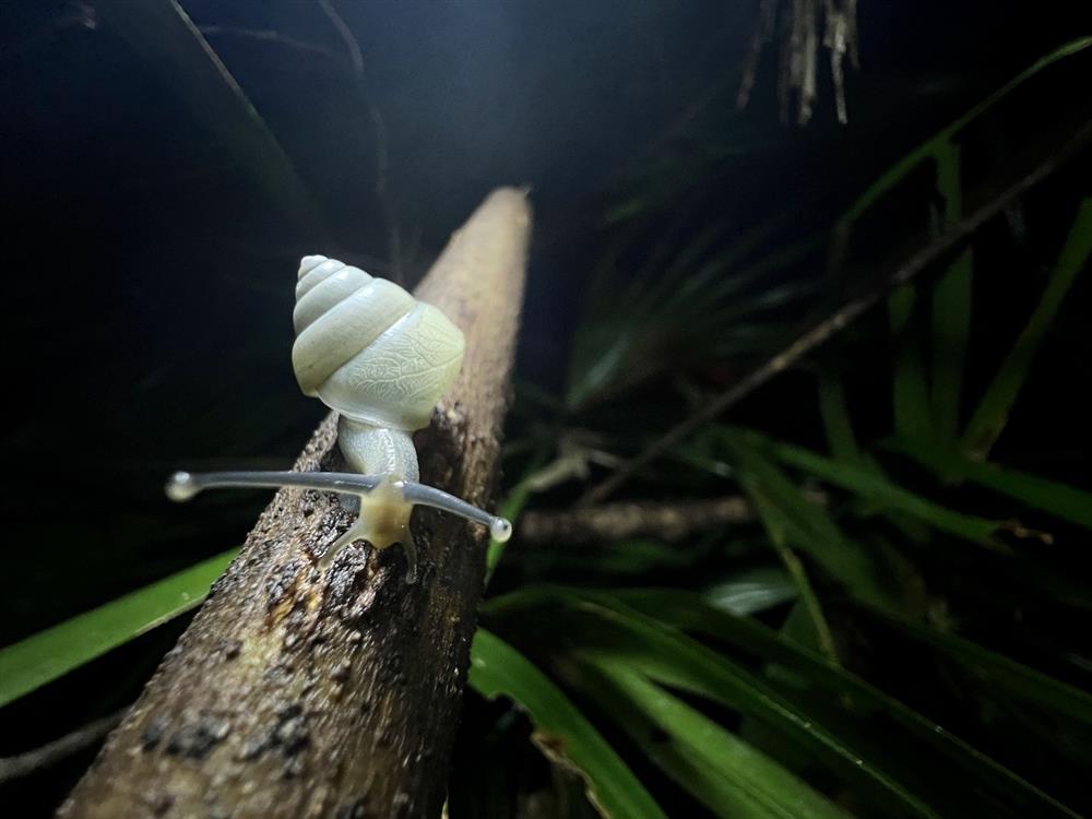 0008_奇異高腰蝸牛 0008_奇異高腰蝸牛