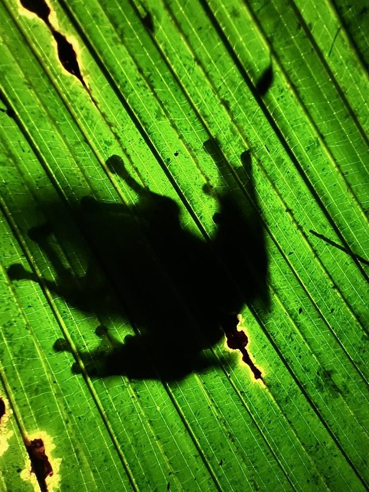0009_葉脈 0009_葉脈