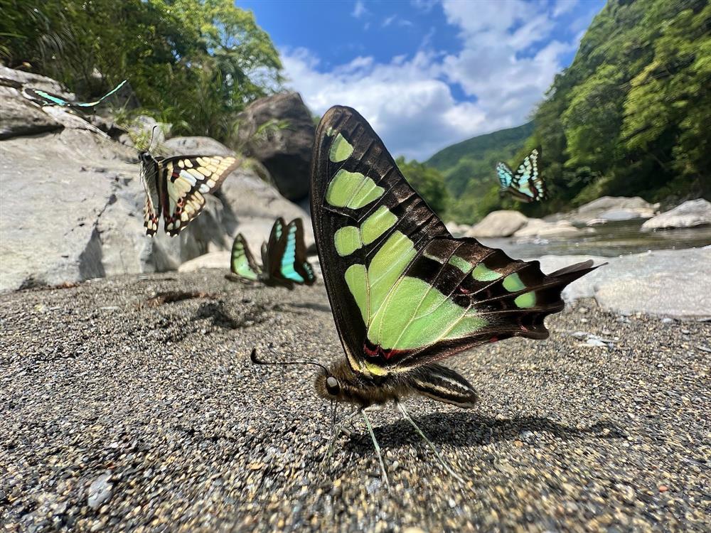 0002_蝴蝶群聚溪邊沙地吸水 0002_蝴蝶群聚溪邊沙地吸水