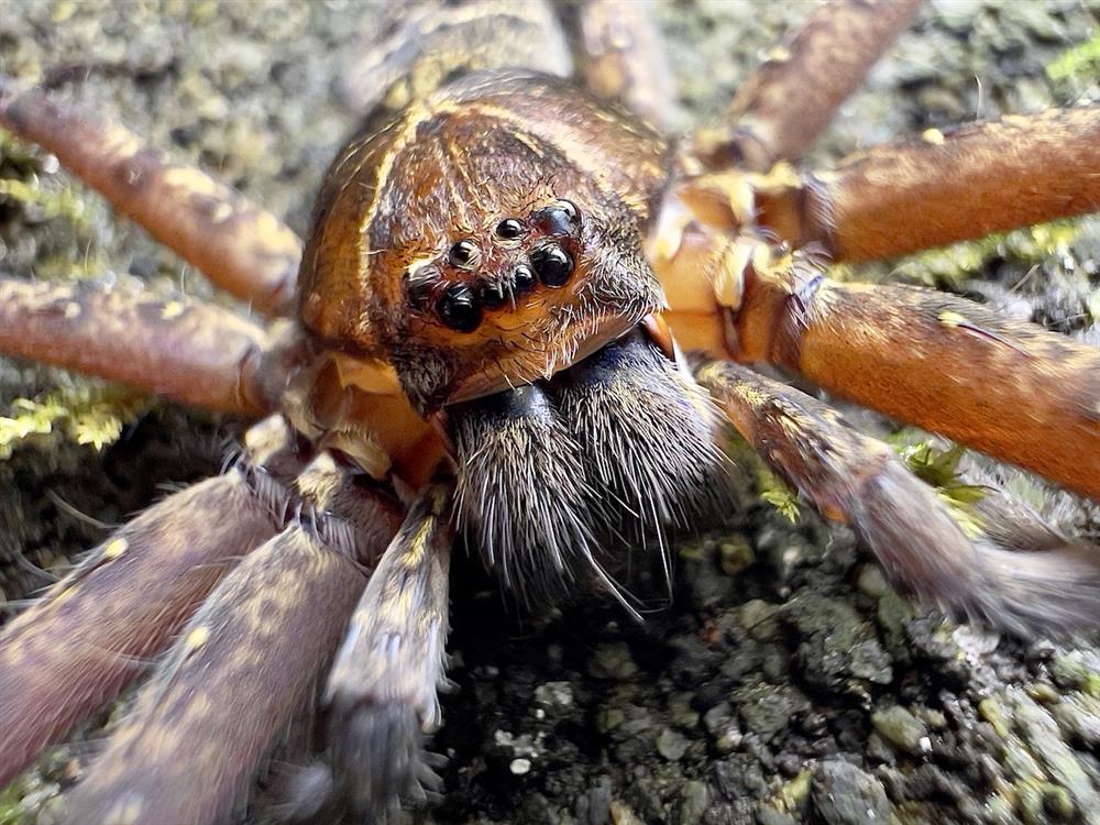 0011_白額高腳蛛 0011_白額高腳蛛