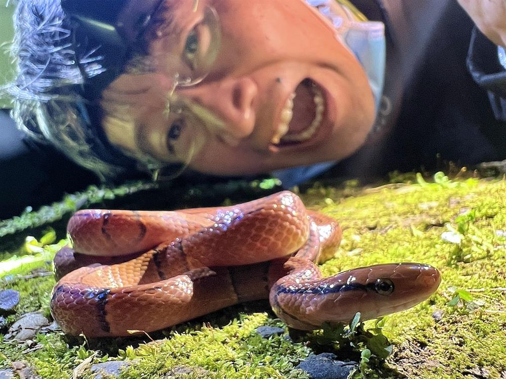 0005_紅竹蛇 0005_紅竹蛇