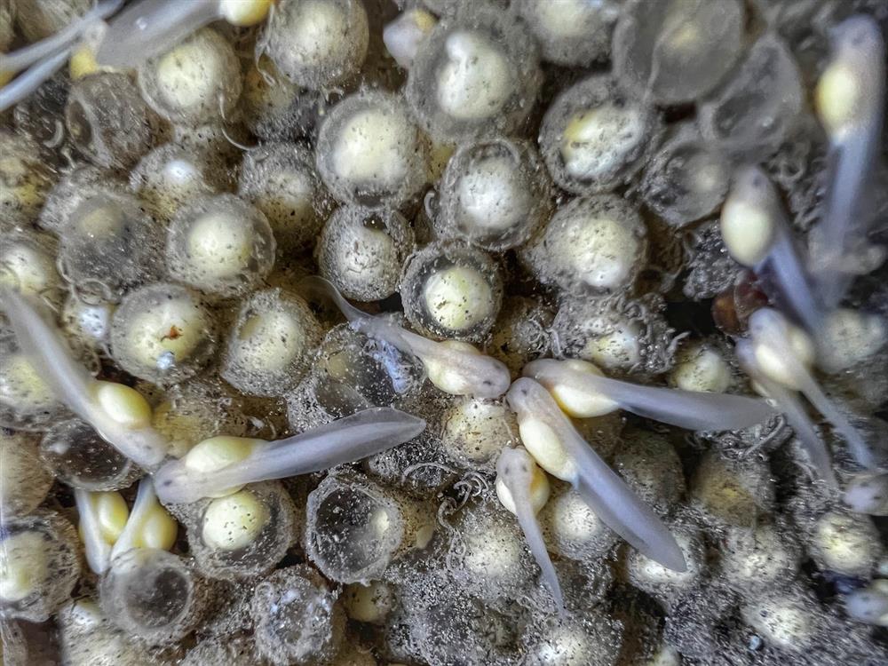 0010_斯文豪氏赤蛙 0010_斯文豪氏赤蛙