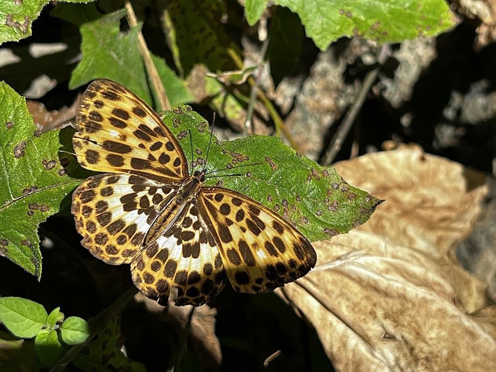 0012_白裳貓蛺蝶 0012_白裳貓蛺蝶