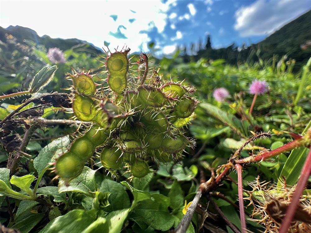0003_含羞草的種子 0003_含羞草的種子