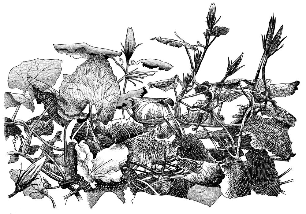 Window Garden Window Garden