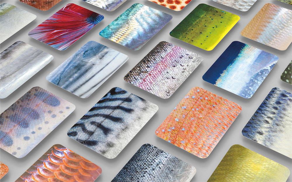 さかなかるた紙牌遊戲