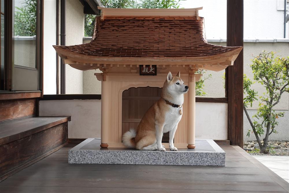 日本犬殿9㈷こむぎと犬殿2-scaled 日本犬殿9㈷こむぎと犬殿2-scaled