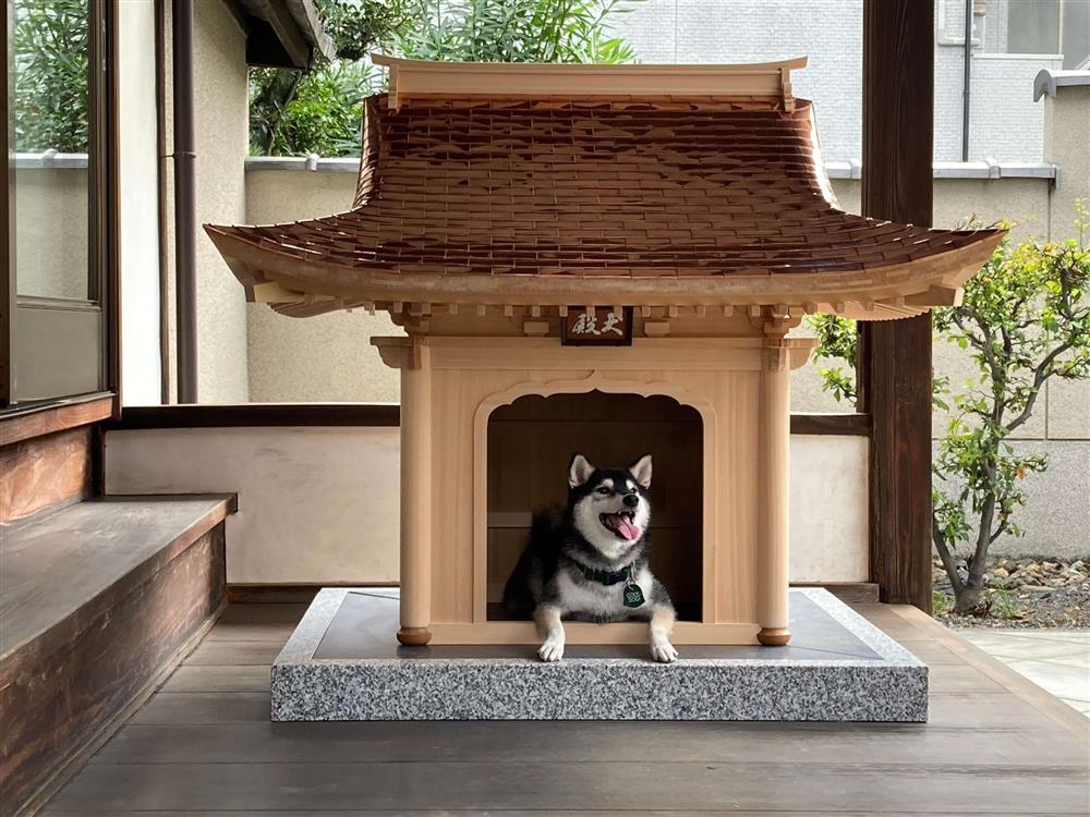 日本犬殿12㈹つくしと犬殿-scaled 日本犬殿12㈹つくしと犬殿-scaled