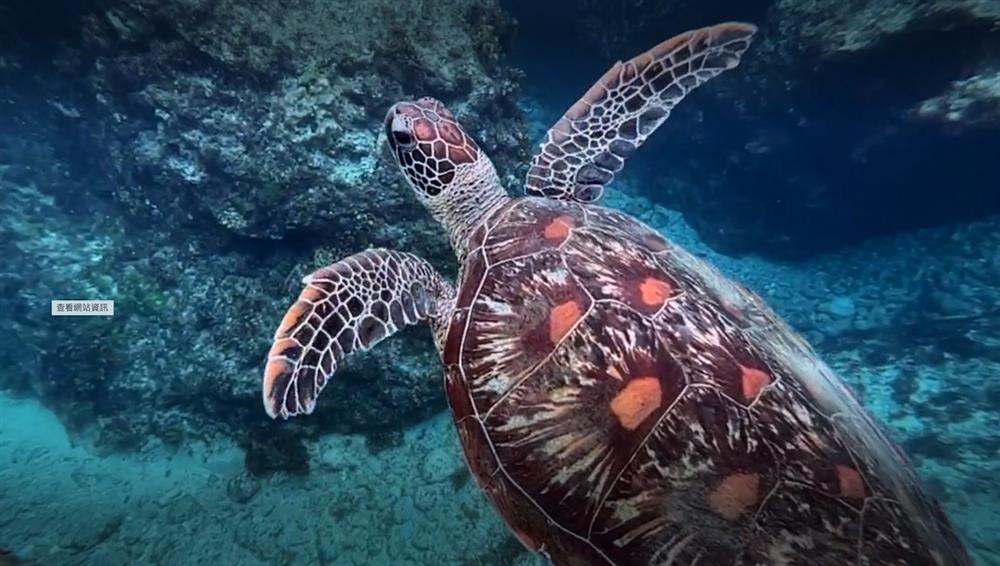 洋流裡的飛翔7 洋流裡的飛翔7