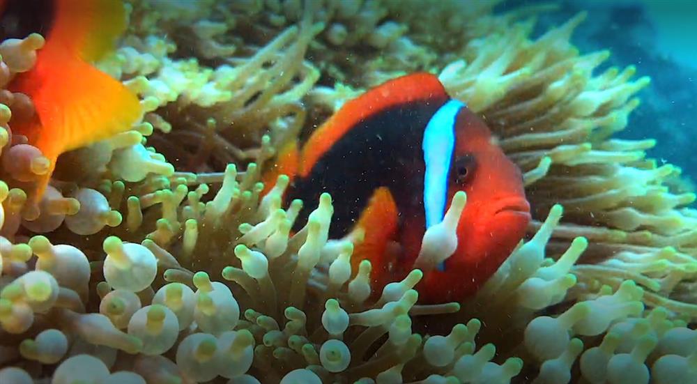 洋流裡的飛翔6 洋流裡的飛翔6