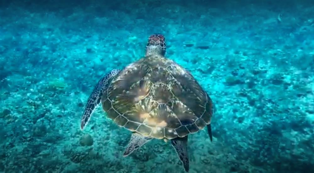 洋流裡的飛翔2 洋流裡的飛翔2