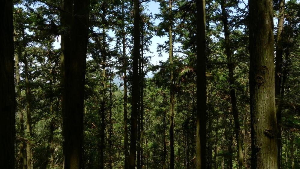 寶島隨身聽雲林9