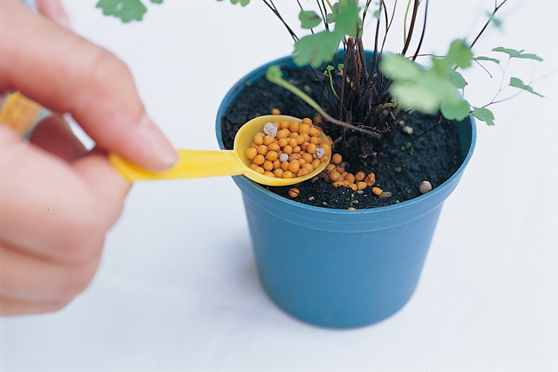 植子觀葉植物線上課程2