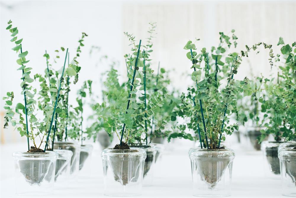 懺悔:尤加利樹-3 懺悔:尤加利樹-3