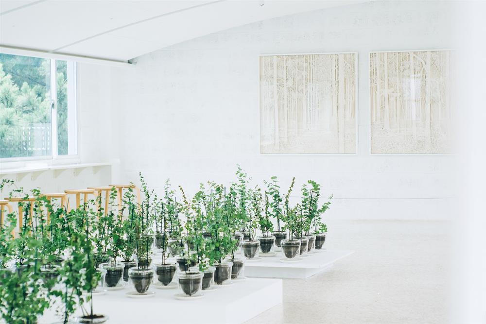 懺悔:尤加利樹-1 懺悔:尤加利樹-1