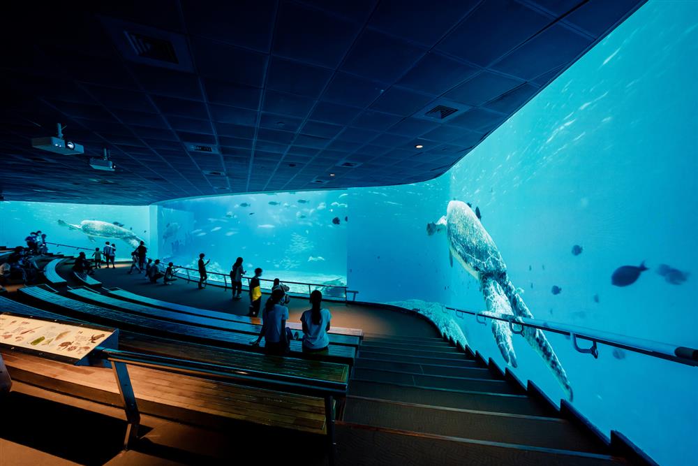 圖2. 屏東海生館於台灣水域館最大的生態展示缸大洋池，打造虛實整合的環繞沉浸式投影場域