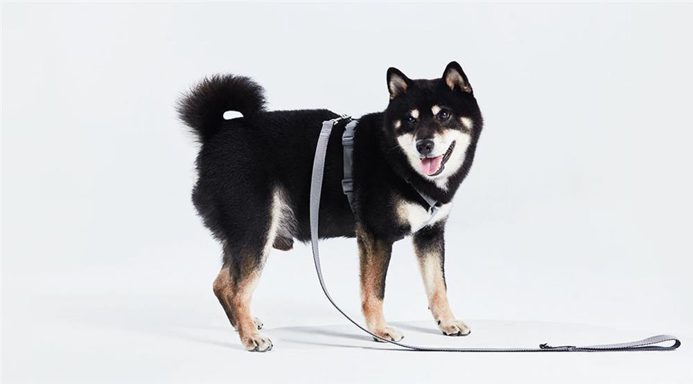 apujanXtails_me_墨點犬胸背牽繩_1080x600