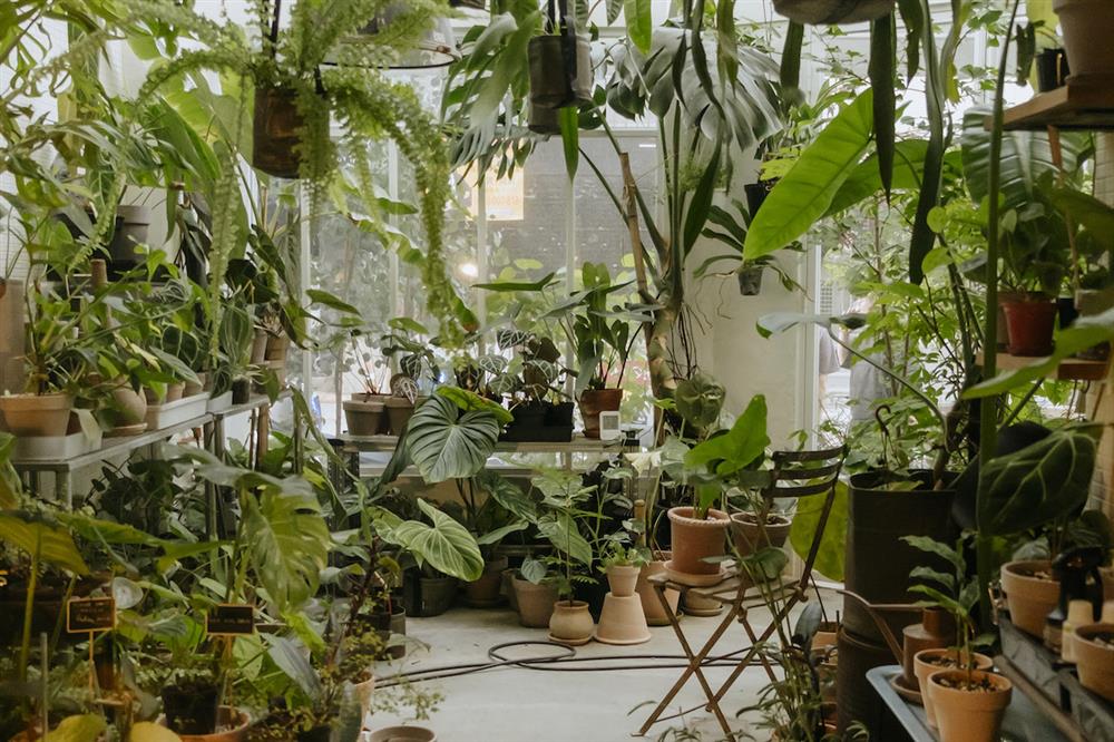 8間風格植物店_5.MRS. INOUE植物雜貨店