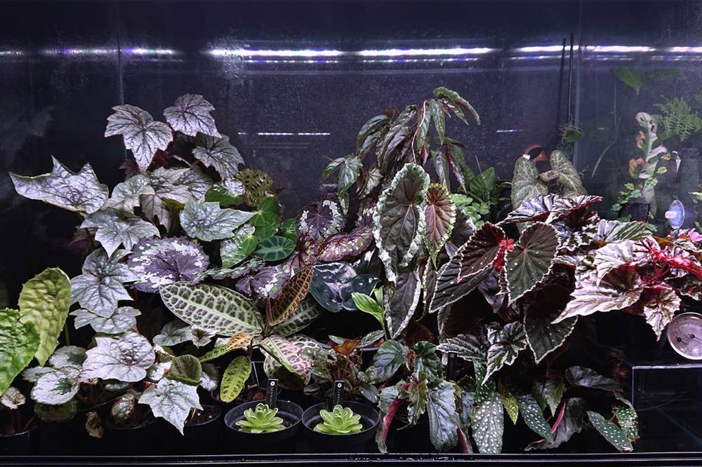 8間風格植物店_15.共生制所 Symbiosis