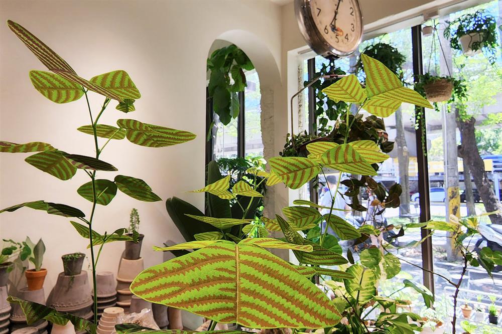 8間風格植物店_11.grow root grow（根長吧！根）