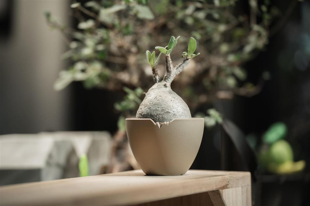 森山植物園的 3NAN_PLANTS5塊根植物