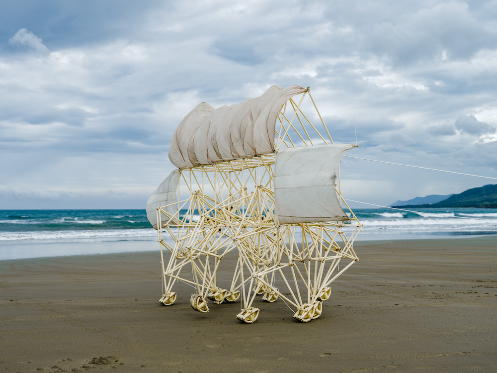 12Anomaris Ordis_FIXE9847