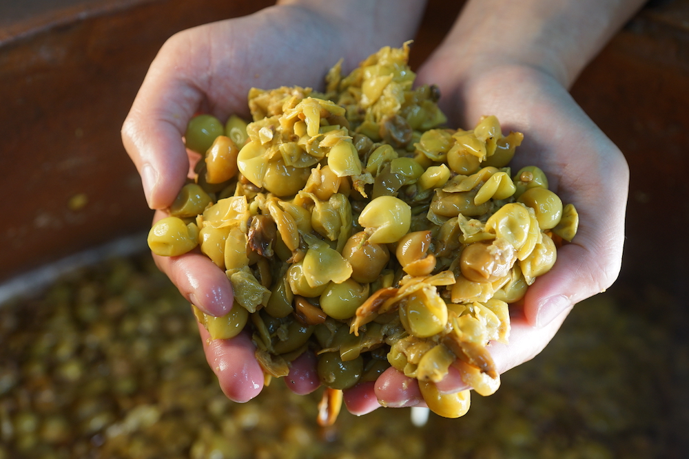 _釀酒計畫_木杉葡萄