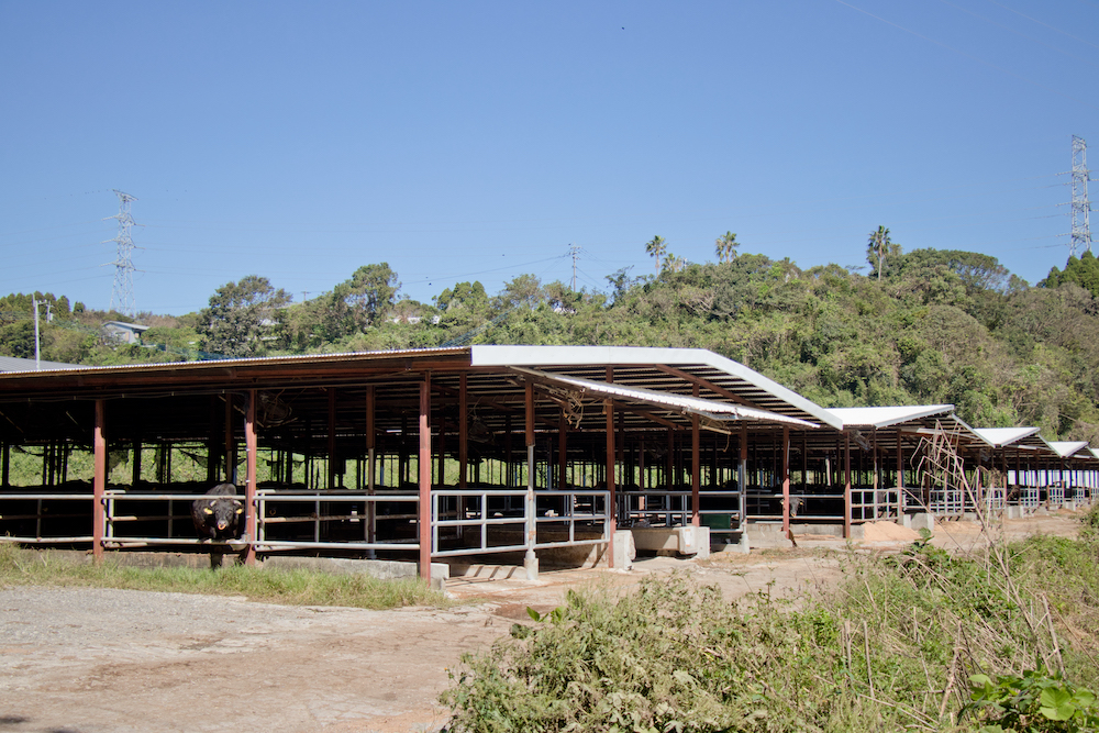 圖說：來自豐饒的日向之地、有太陽王和牛美譽的南九州宮崎縣產「尾崎牛」２