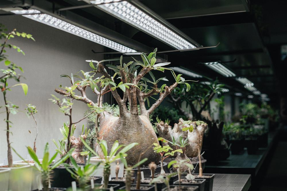 22_重柱植物架區細節(黑鏡+植物燈)_0343 CONSERVATORY TAINAN_DSC0511