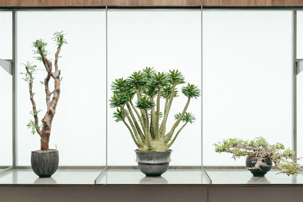 13_配盆展示光牆03_0343 CONSERVATORY TAINAN_DSC0470