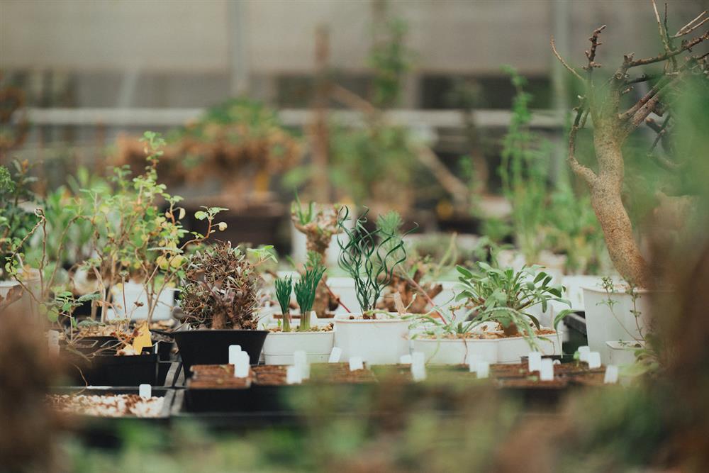 04_Taipei Caudex Club__DSC1789