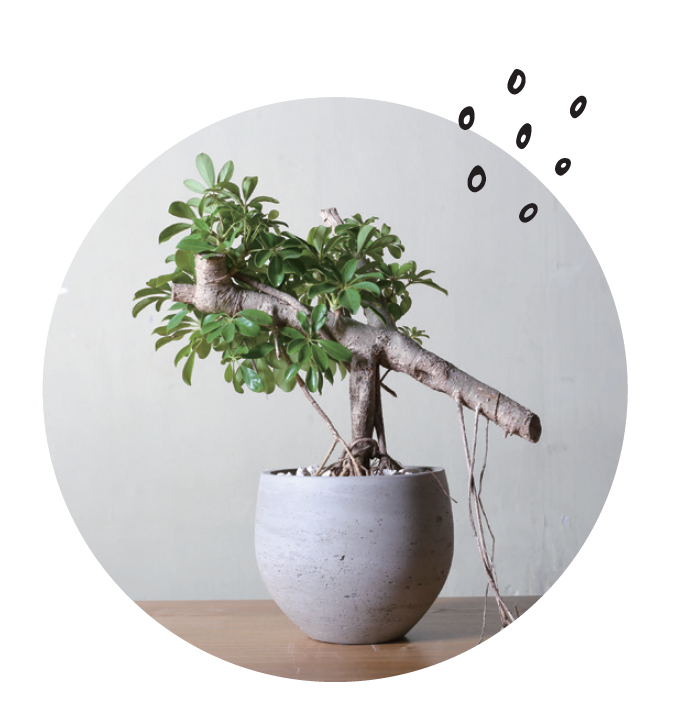 圖5很能適應日照不足的南洋鵝掌藤,是不易養失敗又健壯的植物。因此很常在公共設施和辦公室看見它的身影。圖為培育成樹形有點特殊的鵝掌藤。 圖5很能適應日照不足的南洋鵝掌藤,是不易養失敗又健壯的植物。因此很常在公共設施和辦公室看見它的身影。圖為培育成樹形有點特殊的鵝掌藤。