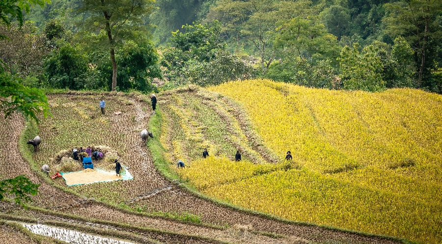 batch_pexels-quang-nguyen-vinh-6129018