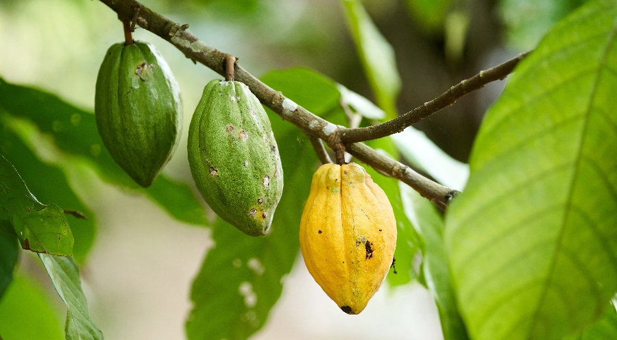 batch_pexels-xavier-messina-14436362