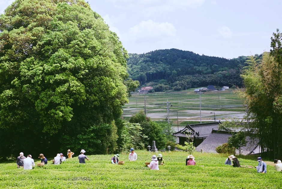 小檔TEA FACTORY GEN _TEA STAND GEN