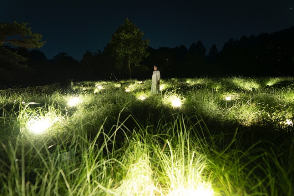 小檔teamLab Botanical Garden Osaka10_Field of Light Color - Muhlenbergia capillaris光之草原 —— 粉黛亂子草 小檔teamLab Botanical Garden Osaka10_Field of Light Color - Muhlenbergia capillaris光之草原 —— 粉黛亂子草