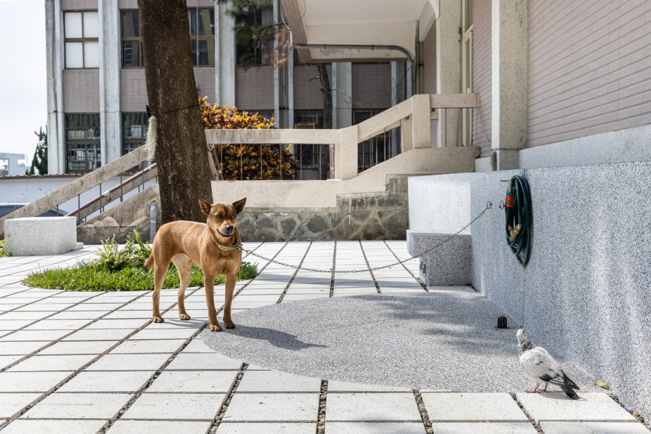 台北復興高中校園改造小動物學院_12