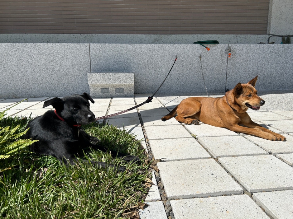 台北復興高中校園改造小動物學院_03